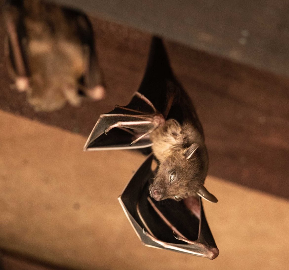Wildlife-Bats in Ellsworth